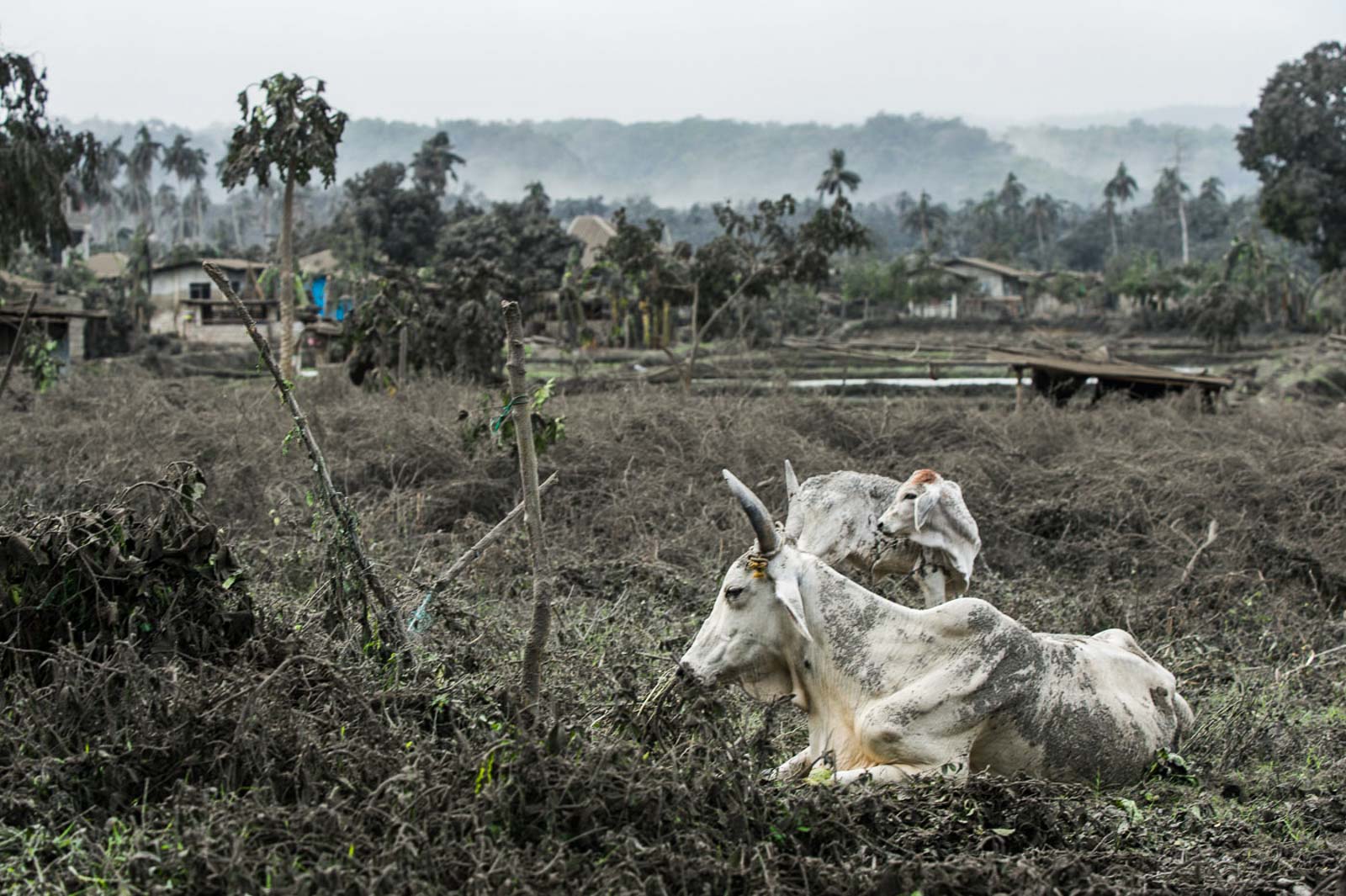 Agricultural damage from Taal Volcano eruption hits P577 million