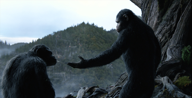 CONFLICT. Even within the apes' world, there is fighting and discord 