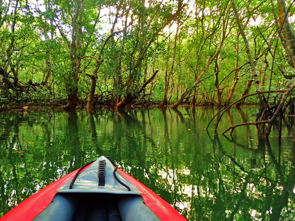 WATERWAY. There are bends and turns along the waterway as you paddle deep into the mangrove forest. 