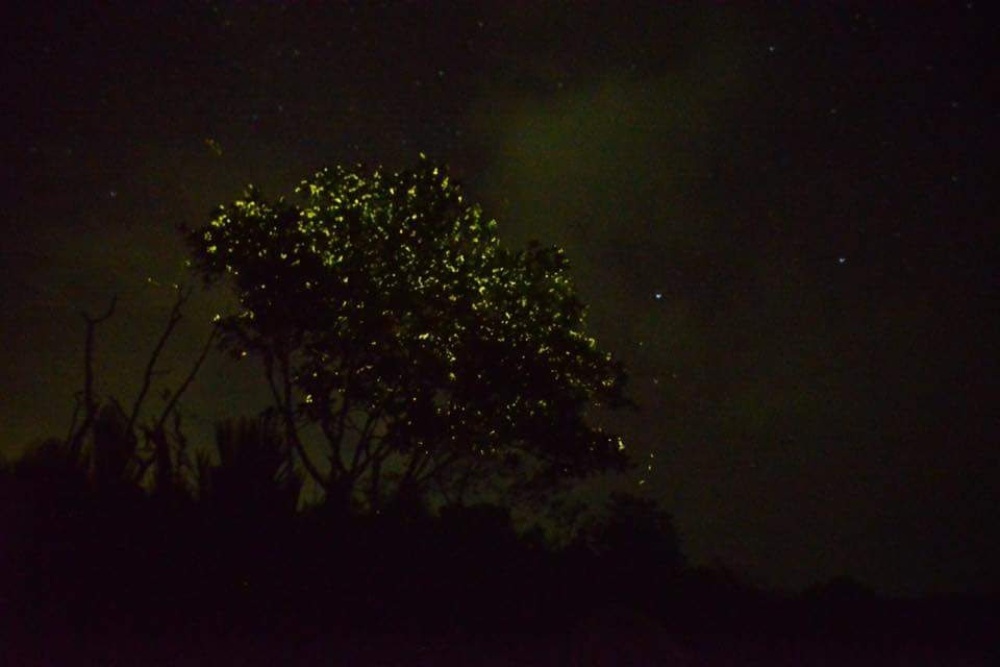 FLICKERING LIGHTS. Mangroves light up with fireflies at night. Abatan River is home to eight species of fireflies. Photo courtesy of KayakAsia Philippines
 