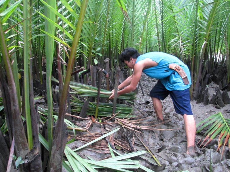 LIVELIHOOD. Nipa harvesting is a source of livelihood in Abatan River. Photo courtesy of KayakAsia Philippines 