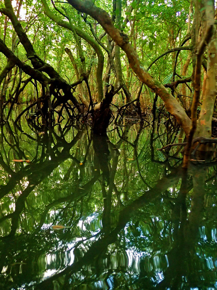 REFLECTION. Abatan’s still waters perfectly mirror its mangroves. 
