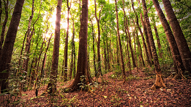 REFORESTATION. Couples for Christ will join the Expanded National Greening Program of the Philippine government. Photo from Shutterstock 