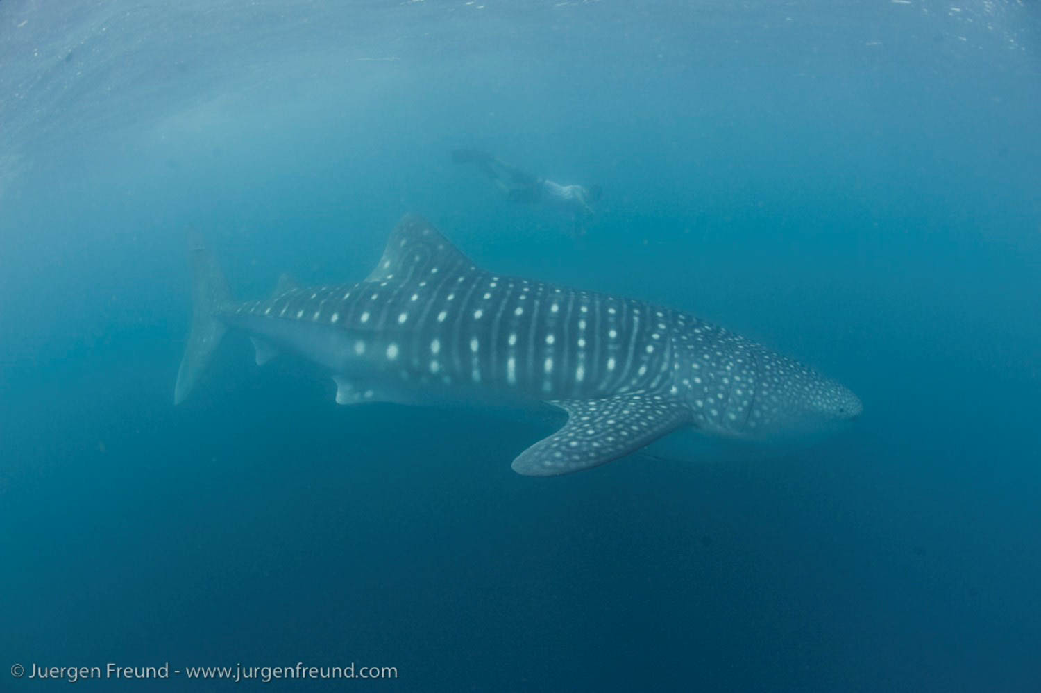 SIGHTED. A diver tags a whale shark off the coast Donsol as part of the local population count. Photo by Jurgen Freund 