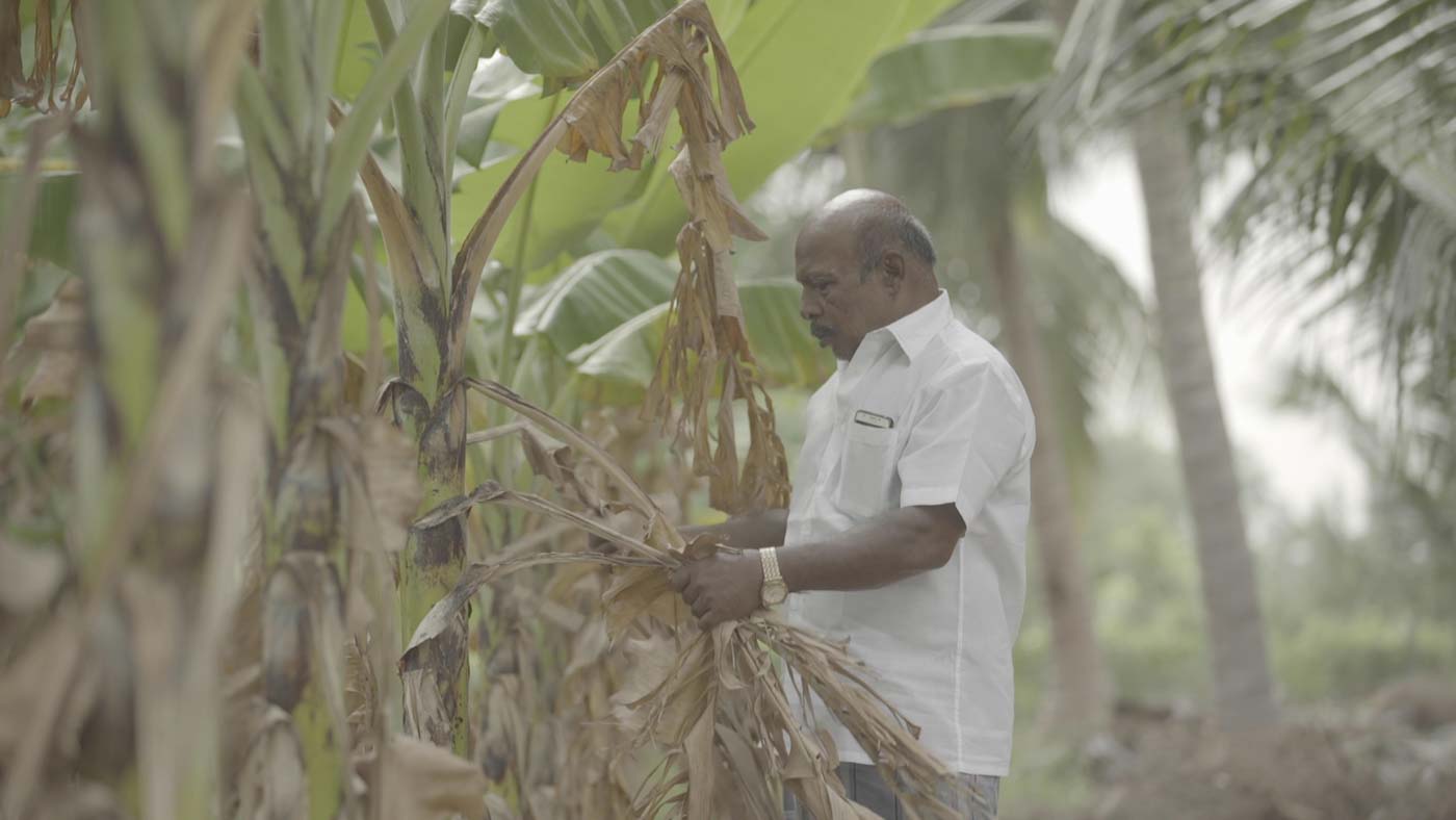 AFFECTED. Farmer in Tamil Nadu. Photo courtesy of Forbidden Stories