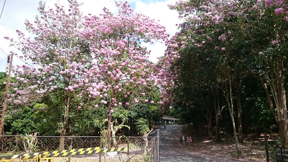 Cherry blossoms philippines From Japan