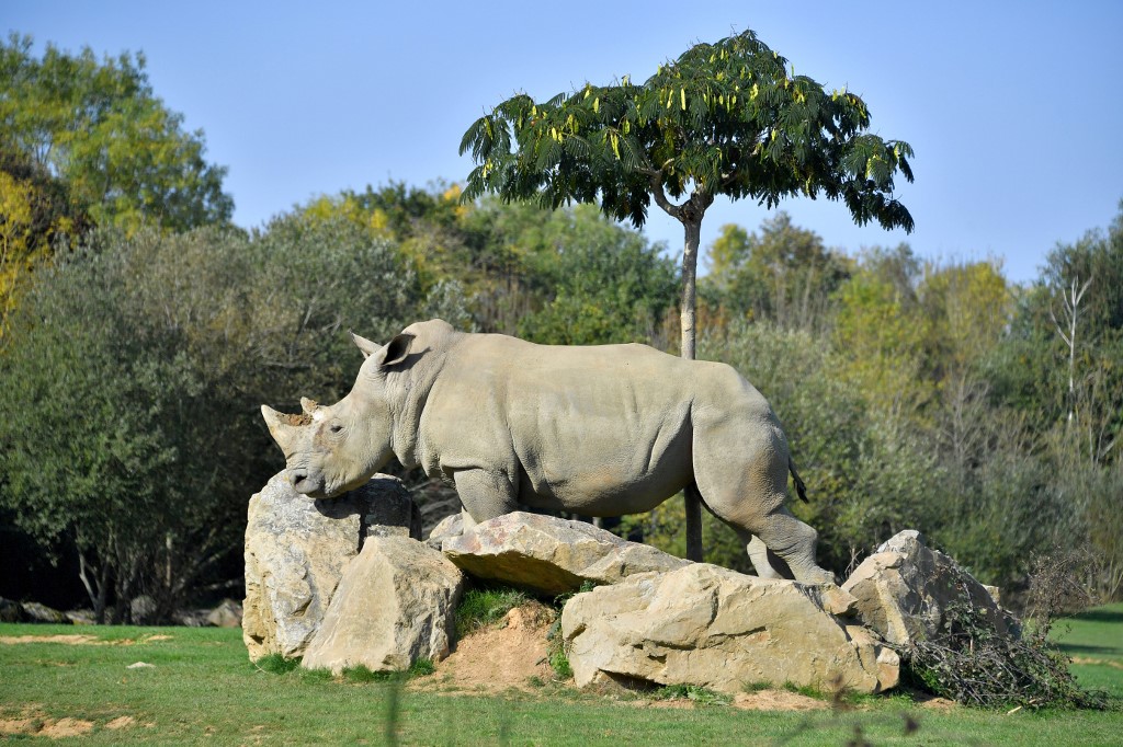 SANA. In this file photo taken on October 14, 2017, Sana, a female white rhino, strolls through its enclosure at the La Planete Sauvage zoological park in Port-Saint-Pere, western France. File photo by Loic Venance/AFP  