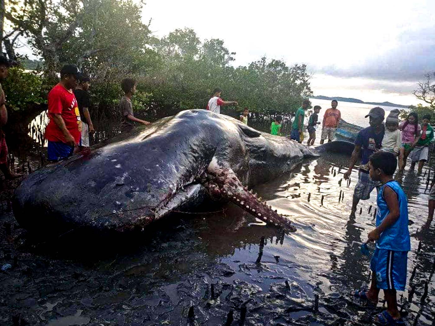 BEACHED. Locals gather around a female sperm whale found dead in the mangrove area of Tabgon village in Caramoan, Camarines Sur, on October 4, 2019. Photo courtesy of Edgar Bernal   