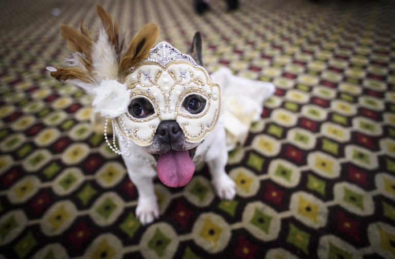 RUNWAY READY. A dog dressed up for a show sits backstage at the 16th annual New York Pet Fashion Show on February 7, 2019. Photo by Johannes Eiselle/AFP   