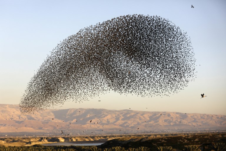 BIRD DANCE. A murmuration of starlings during their traditional dance before landing to sleep on the Jordan Valley in the West Bank along the border with Jordan on February 3, 2019. Photo by Menahem Kahana/AFP   