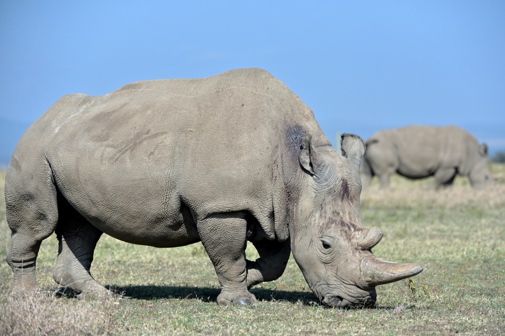 Image result for white rhino