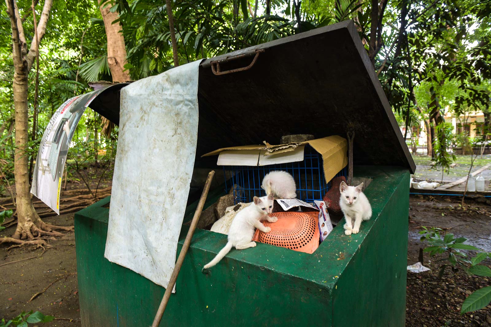 SIGNS OF LIFE. Kittens found inside the Arroceros Forest Park, which is administered by the City Government of Manila in partnership with private environmental group, Winner Foundation. Photo by LeAnne Jazul/Rappler 
