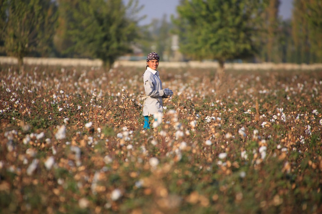 COTTON INDUSTRY. A cotton grower looks at a cotton plantation outside Tashkent, Uzbekistan, on October 24, 2019. Photo by Yuri Korsuntsev/AFP