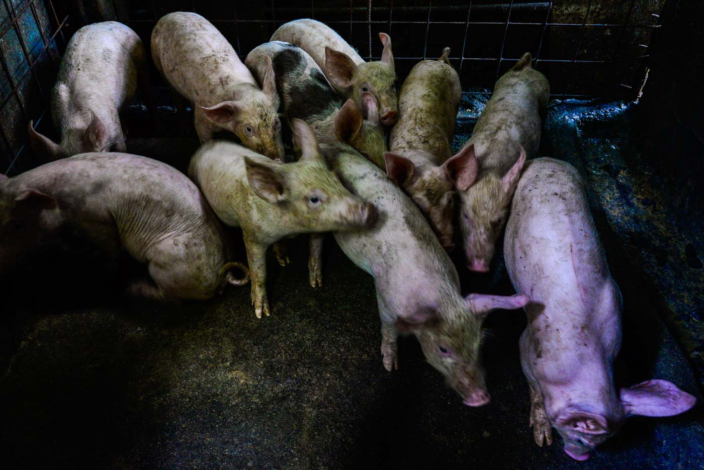 SWINE DEATHS. The Department of Agriculture confirms that African swine fever has caused hog deaths in the Philippines. File photo by Maria Tan/Rappler 