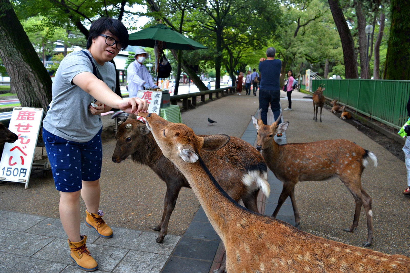Feeding deer is a thing in Nara Deer Park. Photo by Aleah Taboclaon 