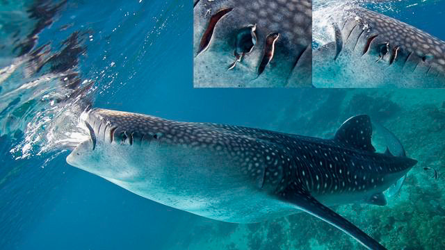 FERMIN. The nature of Oslob whale shark Fermin’s injuries suggests that he has actively approached a boat, possibly mistaking it for a feeding boat. Photo by Steve de Neef  