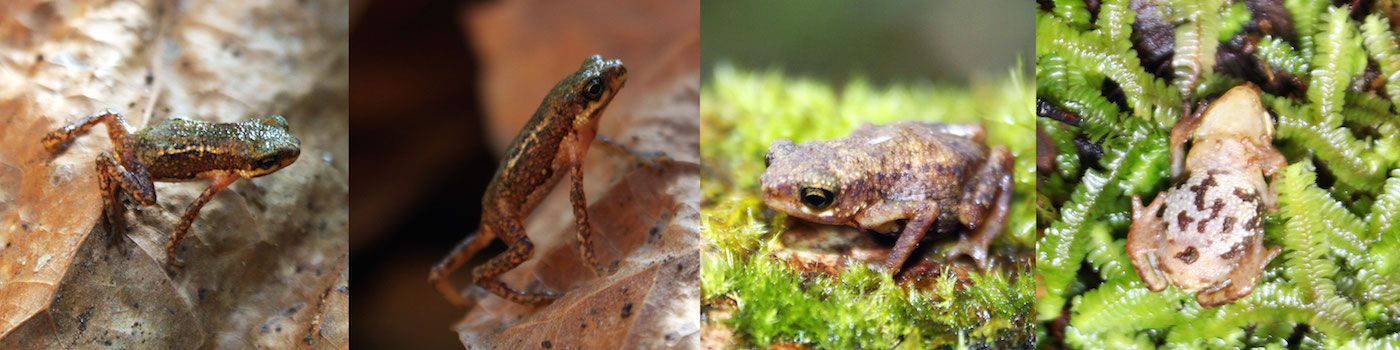 A compilation of photos of the Palawan toadlet. Image courtesy Jonah van Beijnen 
