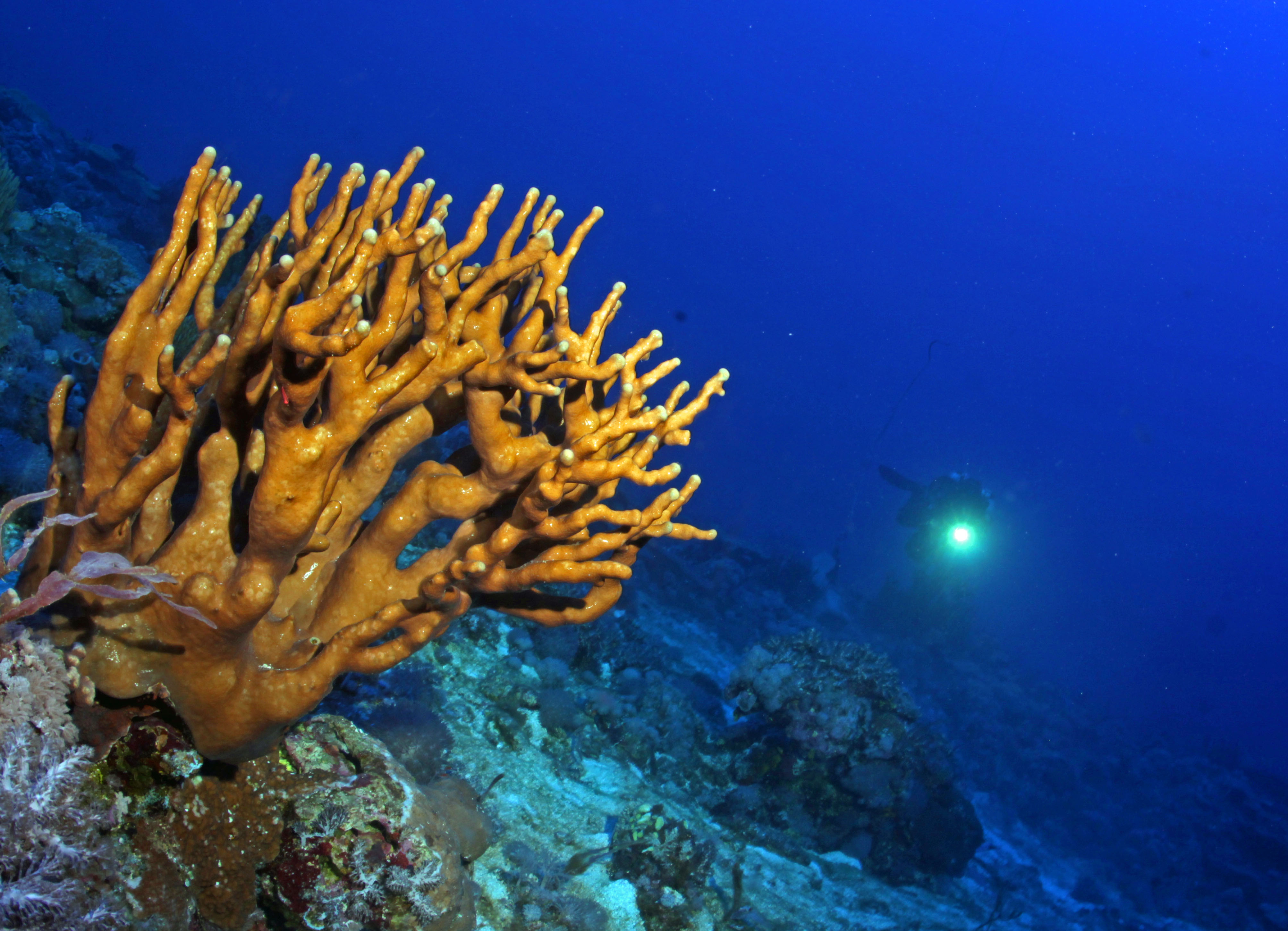 BENHAM RISE. Scientists say Benham Rise is rich in marine wildlife. Photo from Oceana/UPLB  