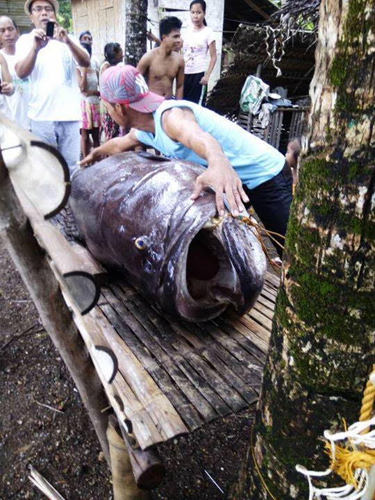 fish giant lapu antique found grouper