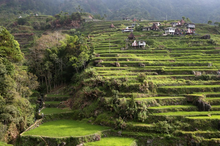 Ifugao's famed rice terraces face modern threats