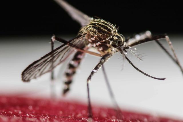 zika virus