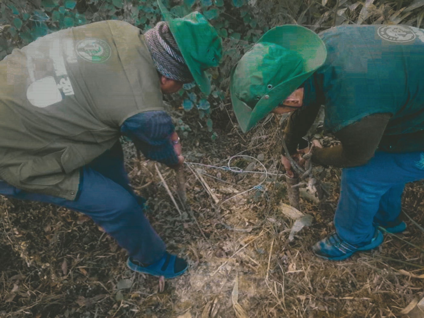 MOST POACHED. Members of a community-based anti-poaching unit removing animal snares in Kavre district, Nepal. Nepal has not recorded any major busts so far, but wildlife law enforcement experts say that pangolins have become the most poached wildlife in the country in recent years. © Zoological Society of London / Himalayan Nature 