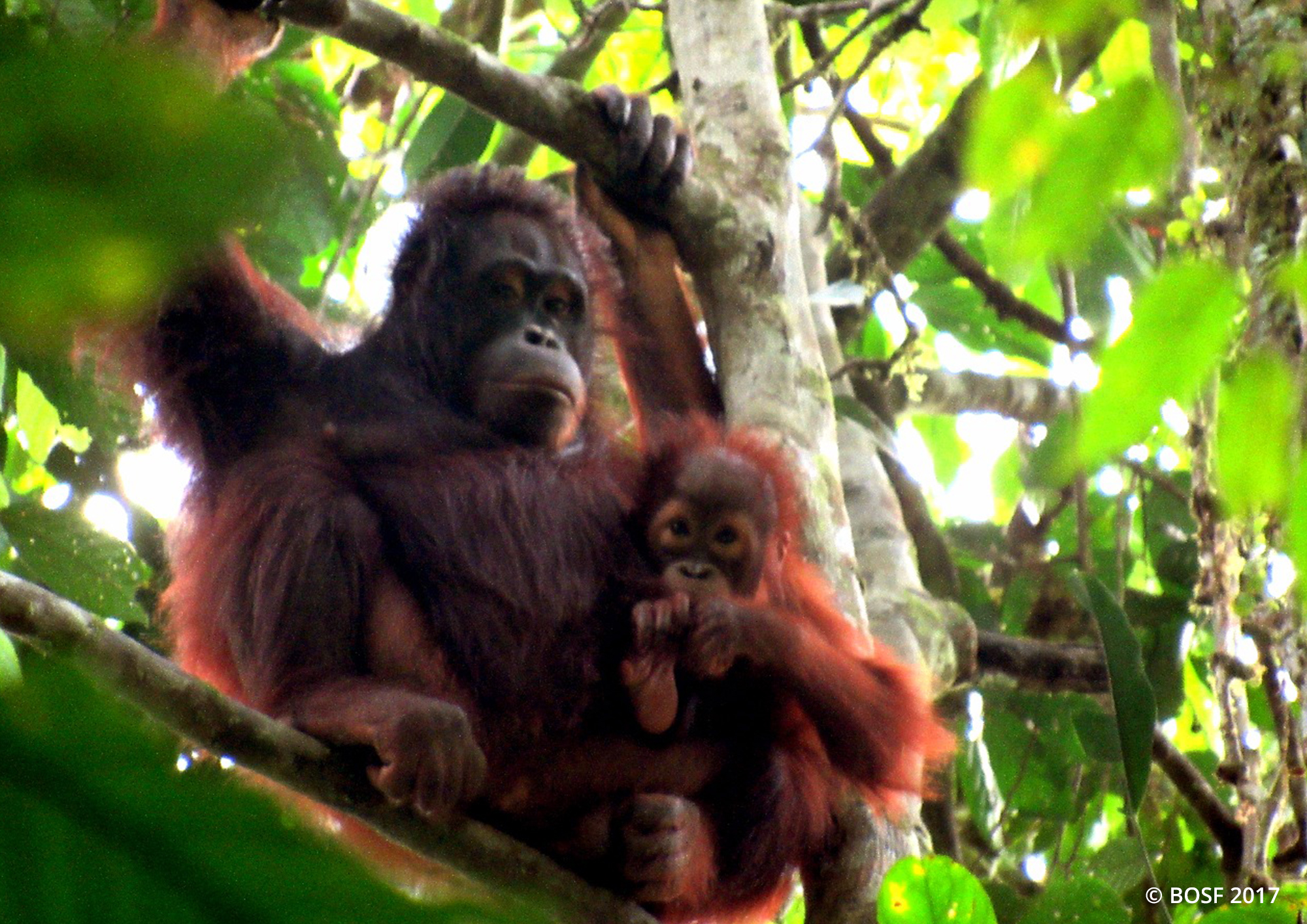 Hari Konservasi Kehidupan Liar Sedunia 5 Orangutan Dilepasliarkan