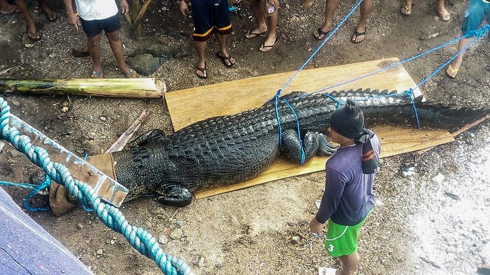 Palawan authorities capture 'man-eating' crocodile