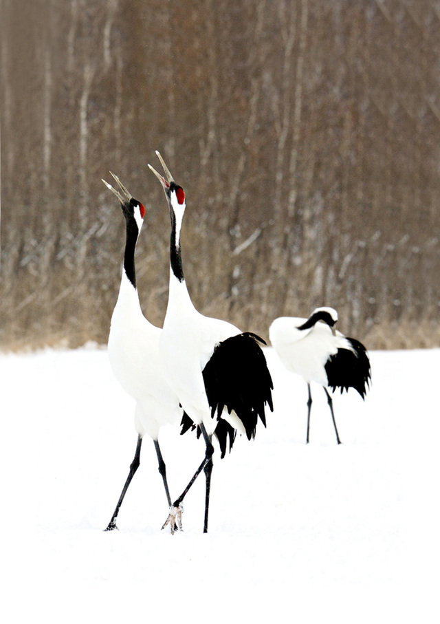 Appreciate the wonders of winter at this exhibit