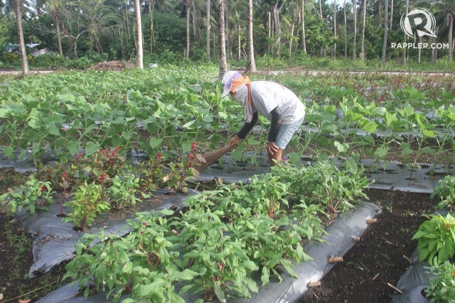 VEGETABLE FARM. A workers sweeps off dried leaves from one of the vegetable beds in the 'gulayan sa barangay', an initiative of Salugan barangay captain Shiela Dino. Photo by Rhaydz B. Barcia/Rappler