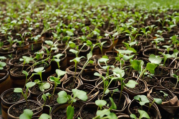 Save And Share The Key To Affordable Organic Produce
