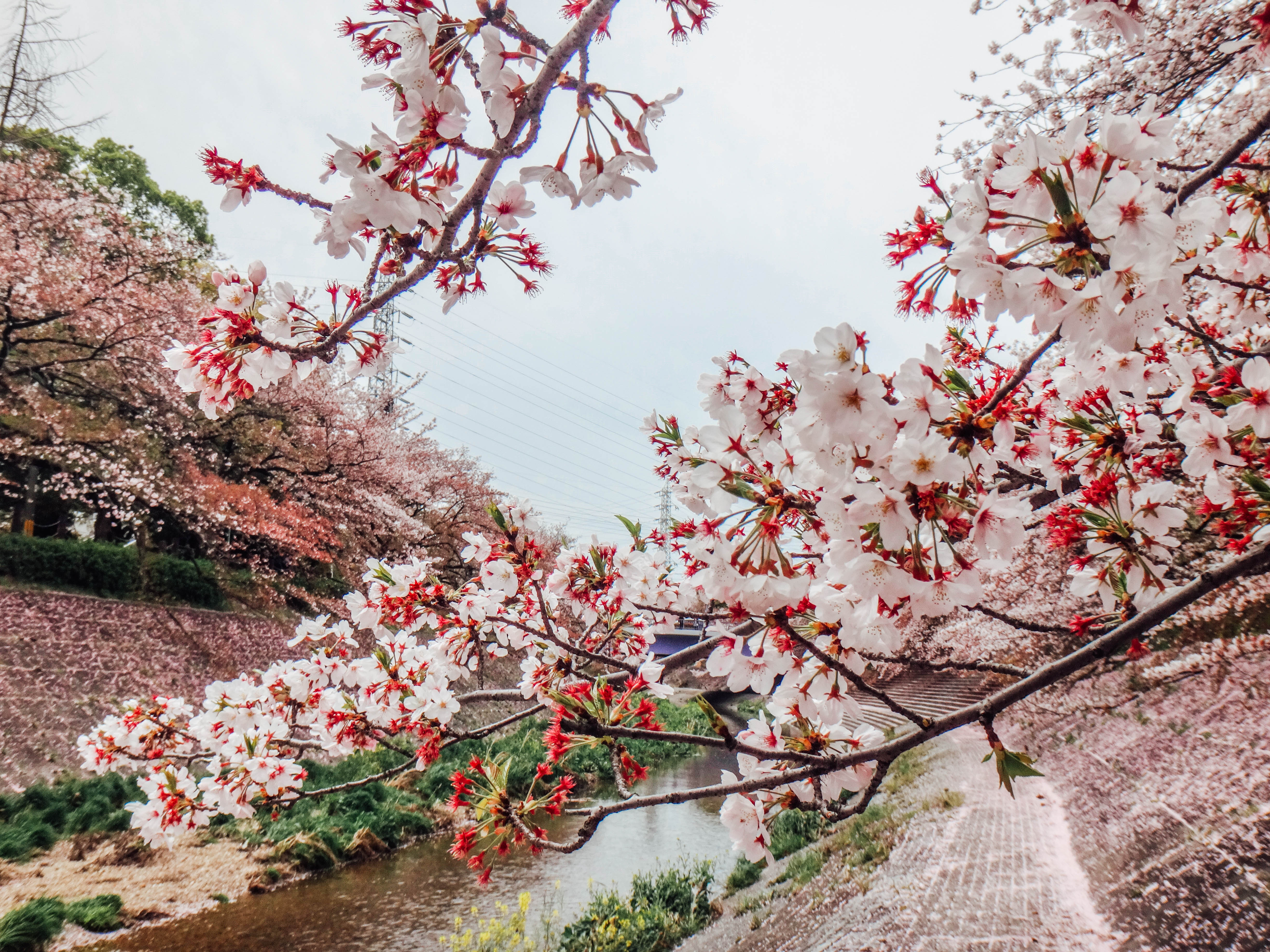 Budget guide and itinerary: Cherry blossom season in ...