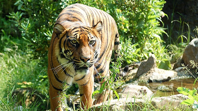 Sumatran tiger mauls Indonesian man to death