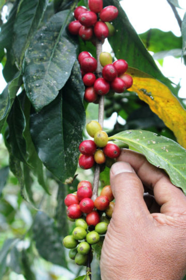  Kopi  Gunung  Puntang yang mendunia