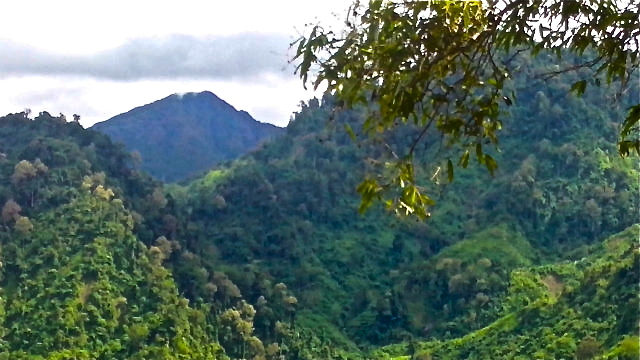 forests