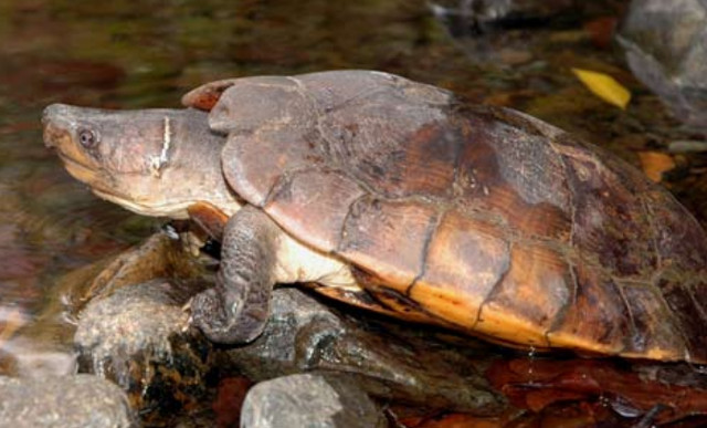 3,900 endangered turtles seized from Palawan warehouse