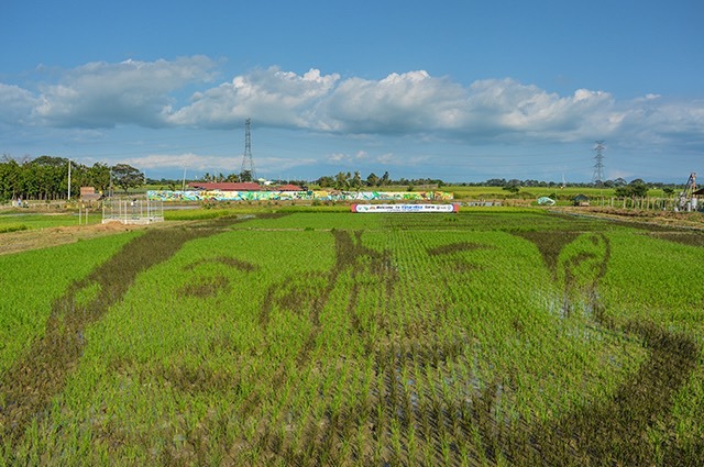 PADDY ART. Popular celebrity love team Alden Richards and Maine Mendoza are seen in this rice paddy art, which aims to entice young Filipinos to go into farming. Photo courtesy of PhilRice 
