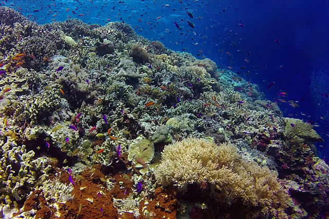 Reef coupons 2019