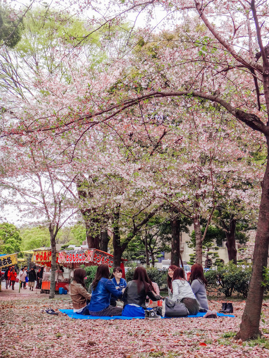 Nikmati indahnya bunga sakura di 5 tempat ini 