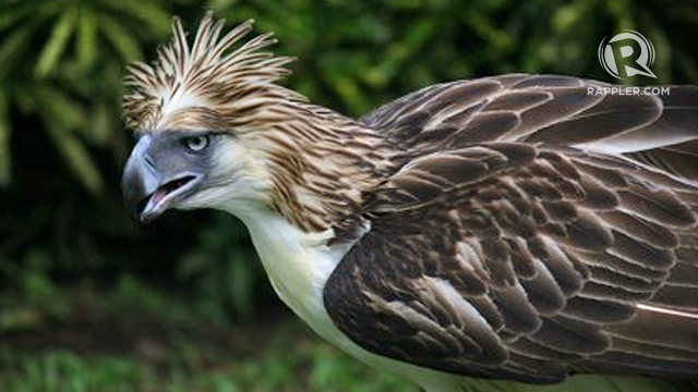 \ud83d\udd25 Philippine Eagle \ud83d\udd25 : r\/NatureIsFuckingLit