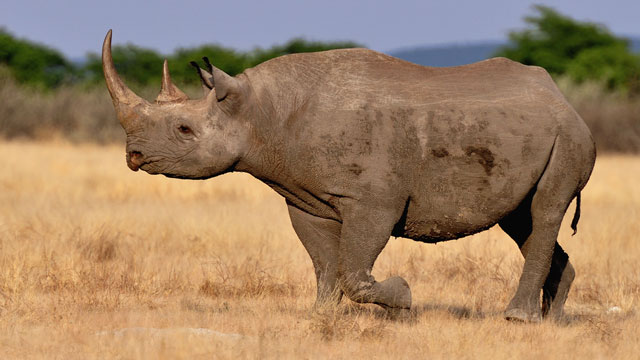 Rhino believed to be 'world's oldest' dies aged 57 in Tanzania