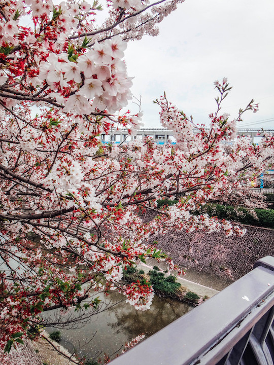 Nikmati indahnya bunga sakura di 5 tempat ini 