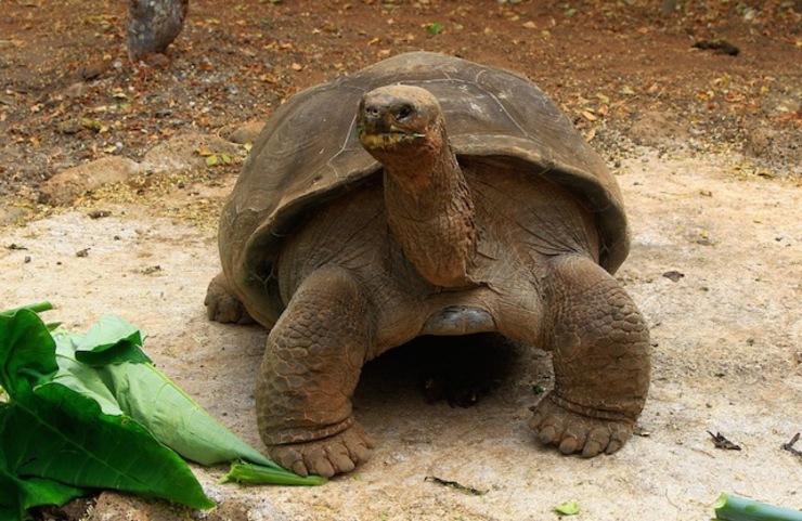 Famed Galapagos tortoise 'Pepe the Missionary' dies