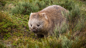 Bum Biting Wombat Mating Habits Could Hold Key To Survival - 