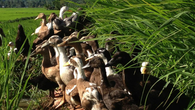 DUCKLINGS AT WORK. No pesticide can beat them in pest management. Farmers use ducks to control pests in ricefields so they can serve safe and healthy rice on their tables. Photo by Jose Apollo Pacamalan