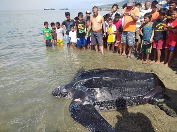 leatherback-turlte-release_776DDF9B97734BB2BB3AF5AE88AD0B3F.jpg