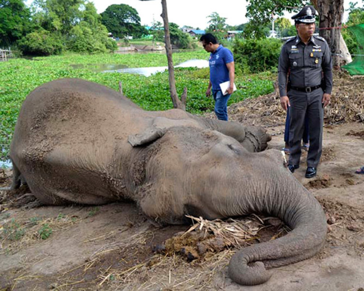 Thailand faces trade ban over ivory failings – CITES