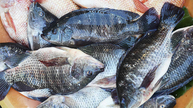 Tilapia Fish Pictures