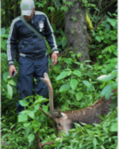 Rusa Langka Yang Dilindungi Mati Di Hutan Konservasi