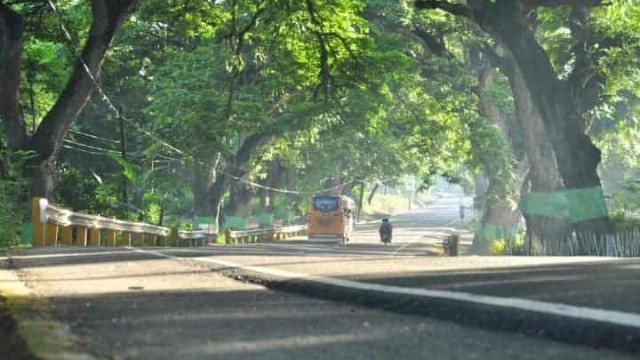 TREE CUTTING. Hundreds of centuries-old trees will be cut in southern Cebu for a road widening project. Photo used with permission from Jun Tupas  